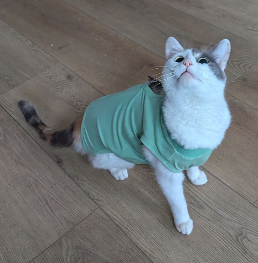 A calico kitten looking up in wonder and wearing a light green recovery suit