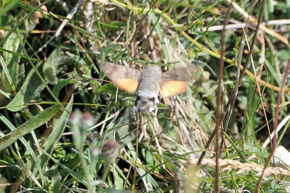 Hummingbird Hawk Moth