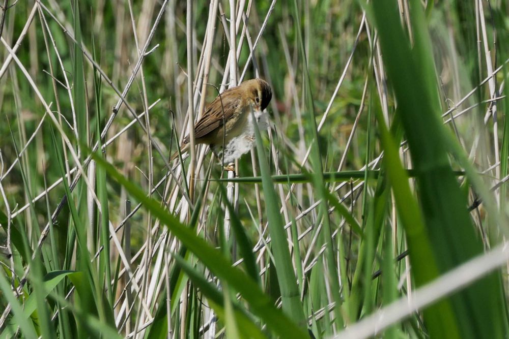 Sedge Warbler