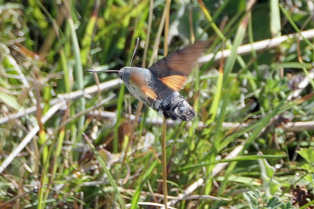 Hummingbird Hawk Moth