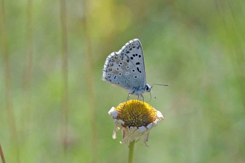 Chalk Hill Blue