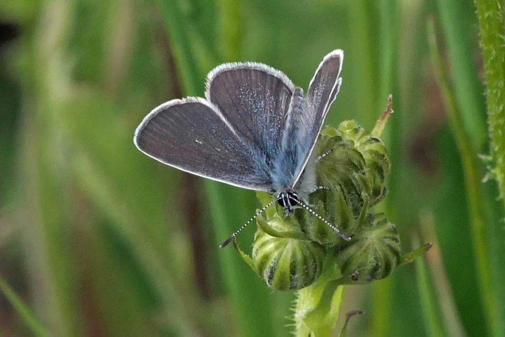 Small Blue