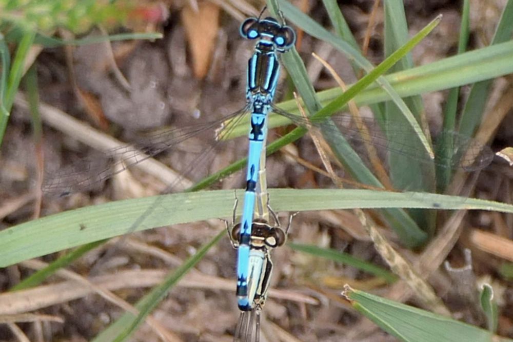Pair.
