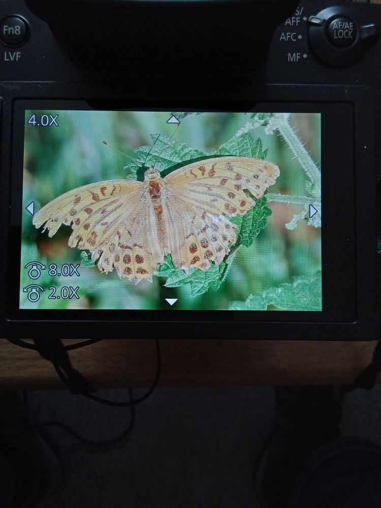 Silver-washed Fritillary 