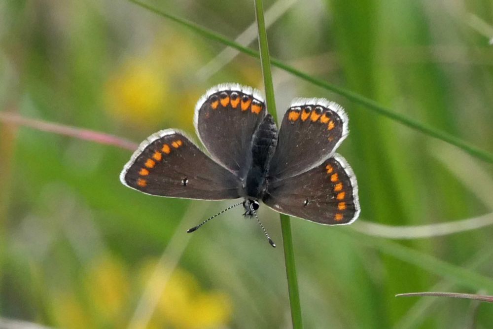 Brown Argus