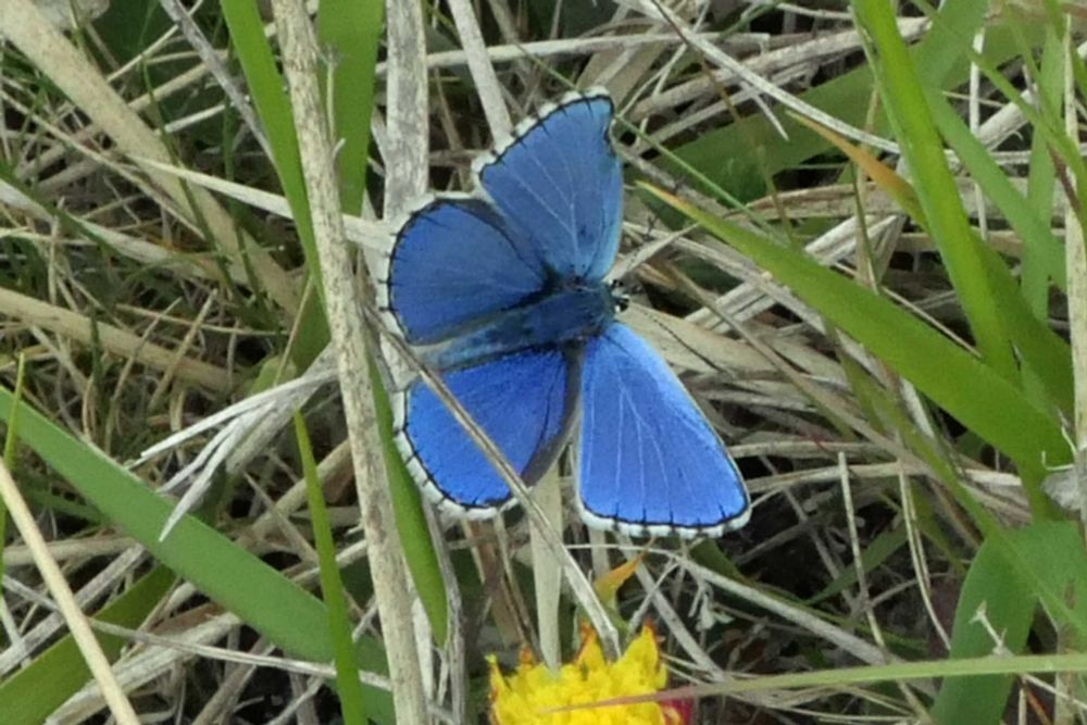 Adonis Blue