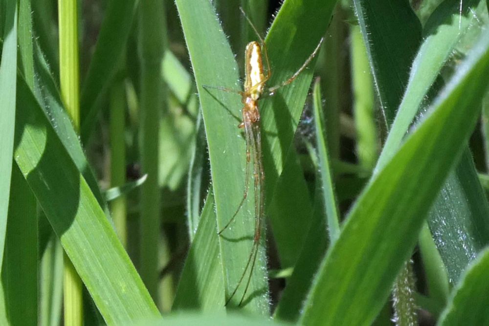Long-jawed Orbweaver