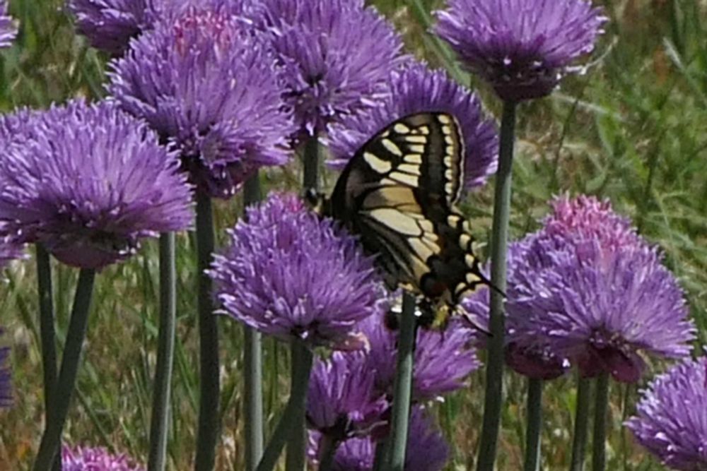 Swallowtail 