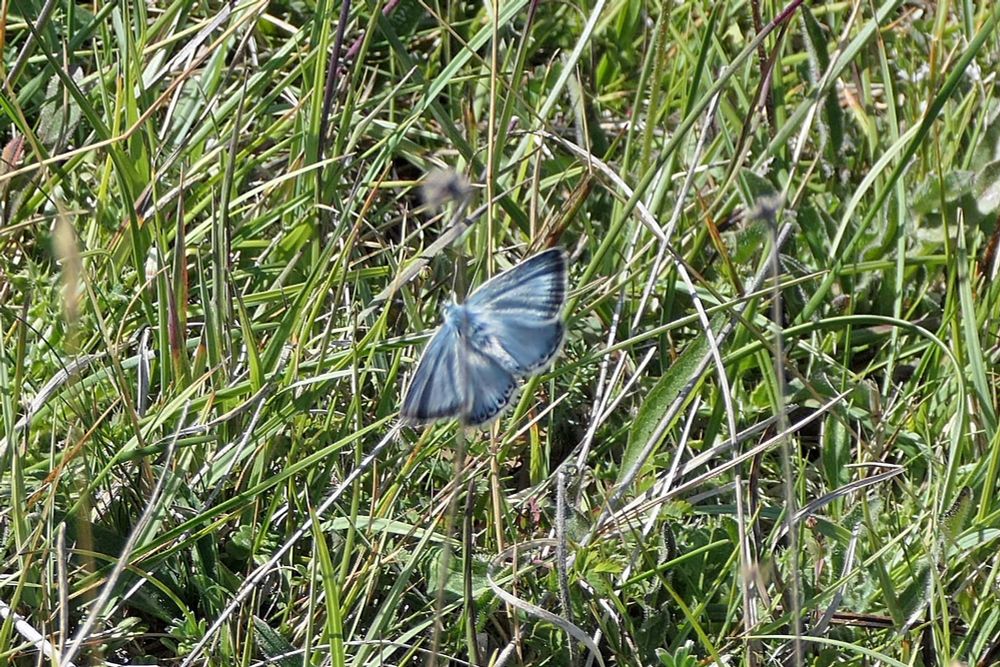 Chalk Hill Blue