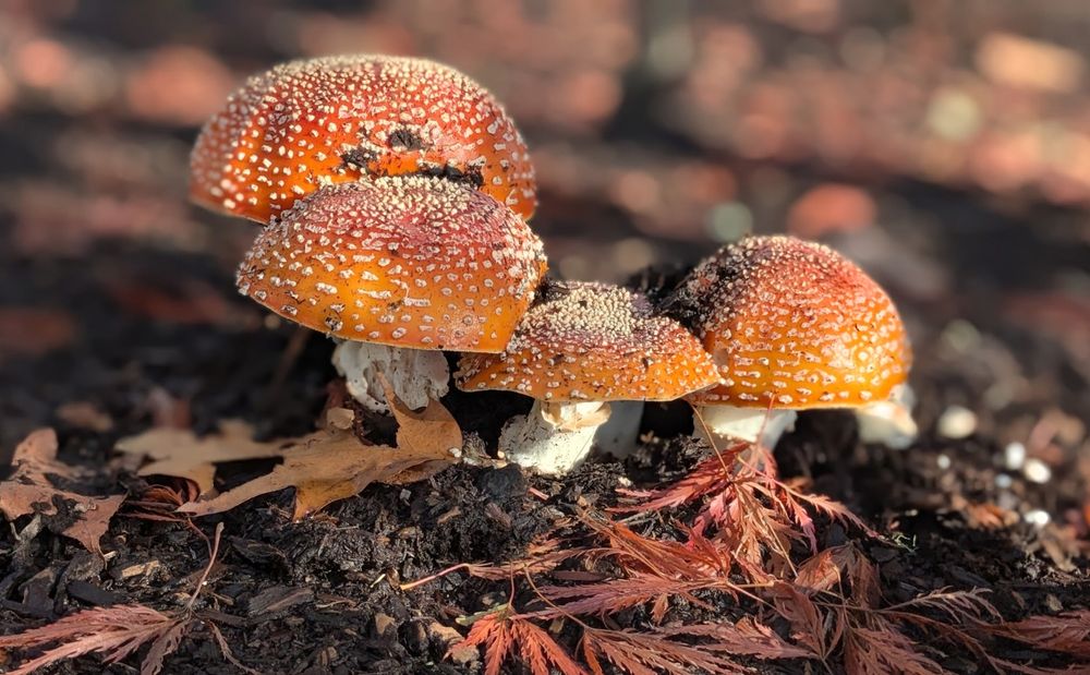 Mushrooms growing in a cluster