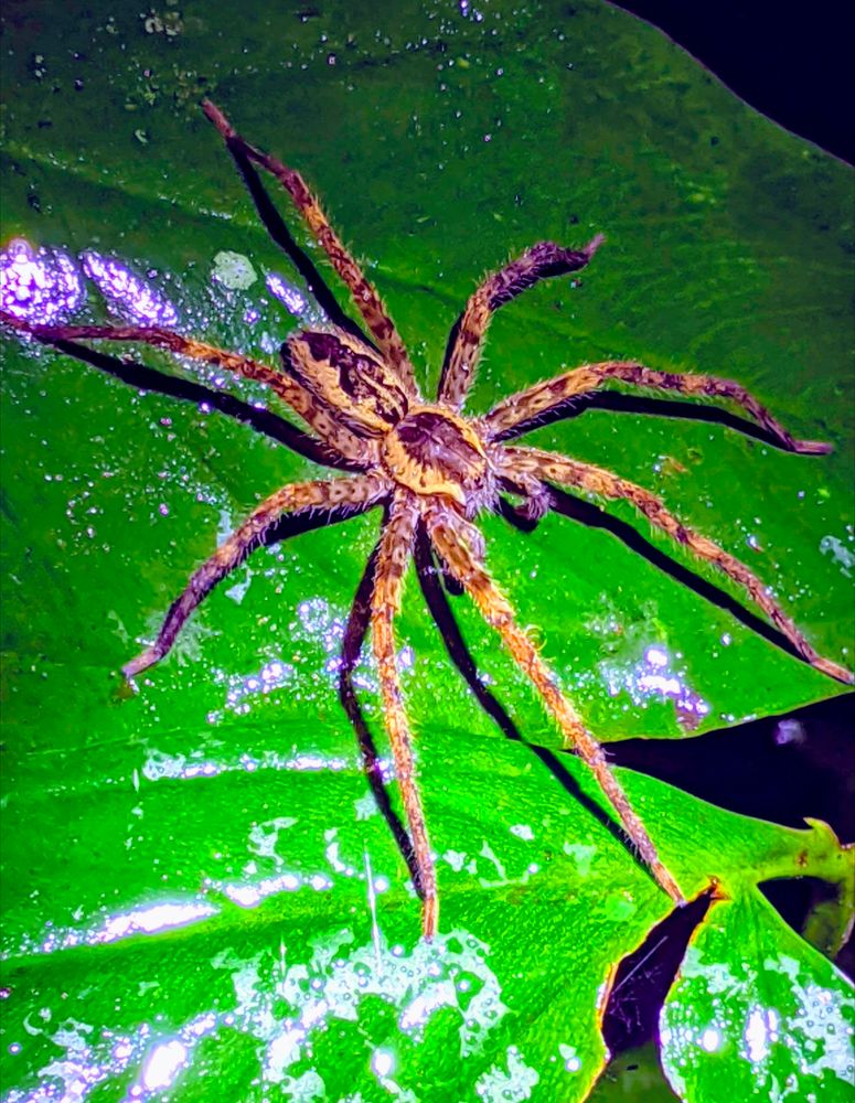Spider in Costa Rica