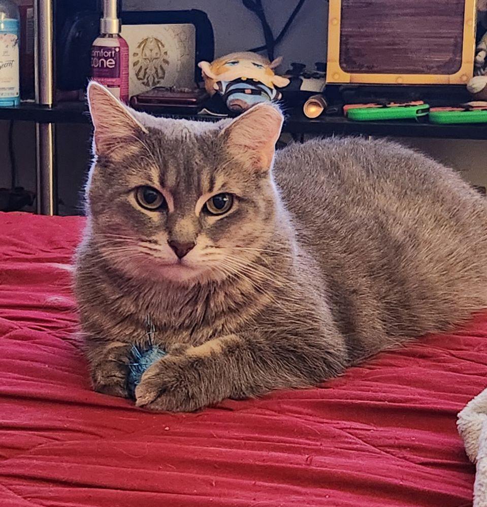photo of my grey tabby cat Thea, laying on the red duvet of the bed and facing the camera. she's holding a blue sparkly pompom ball between her paws. the tv stand is in the background with various things on the visible shelf, including but not limited to a tears of the kingdom nintendo switch, a plushie of Link, various switch controllers and a 3ds.
