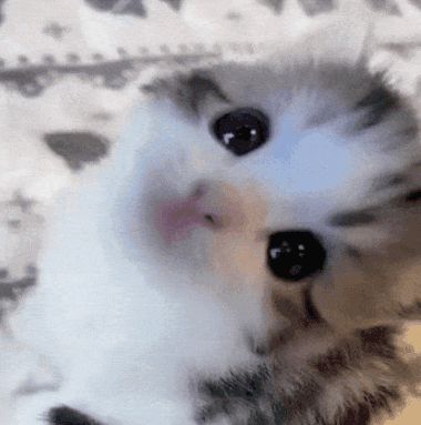 a close up of a cat 's face with a pink nose