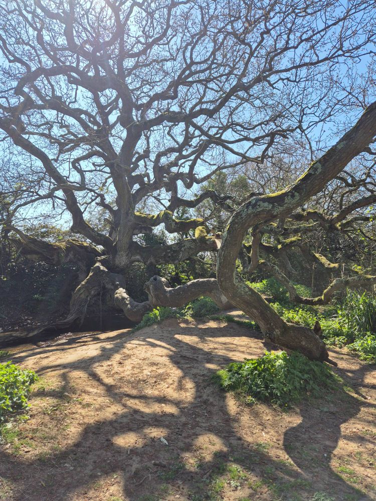 A picture of an enormous oak tree with branches sprawled out all over the place. The sun is behind it and casting shadows on the ground.