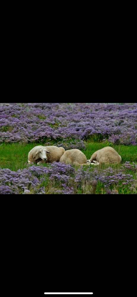 Lila Heidekraut, in der Mitte des Bildes ein waagerechter grüner Streifen Gras, dort liegen eng nebeneinander 3 Schafe und dösen in der Mittagssonne. Das linke blickt zu mir, die anderen beiden strecken ihren Hintern Richtung Kamera. 