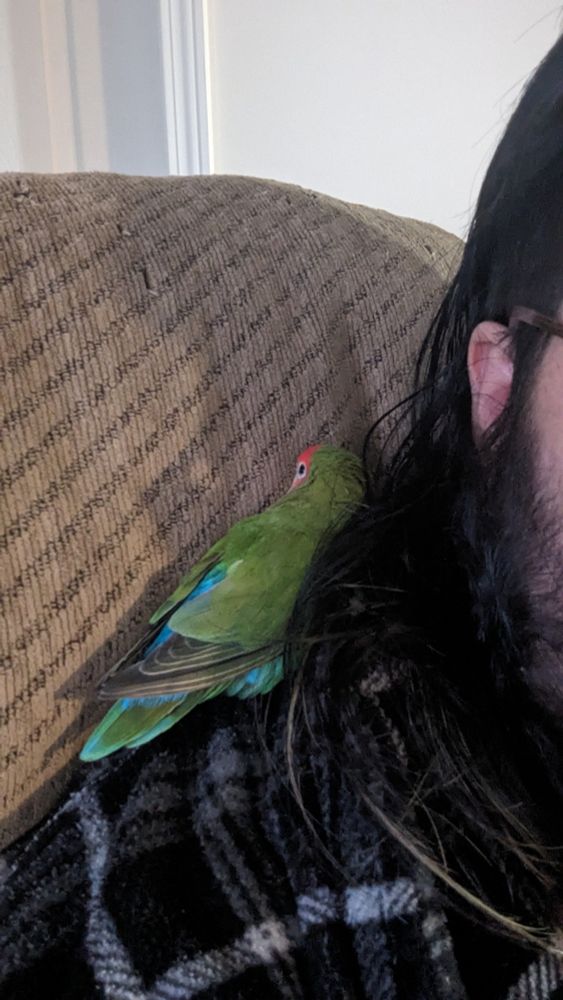 Green-bodied and red faced lovebird with some visible yellow under the wings on a man's shoulder cuddled between his long hair and the couch.