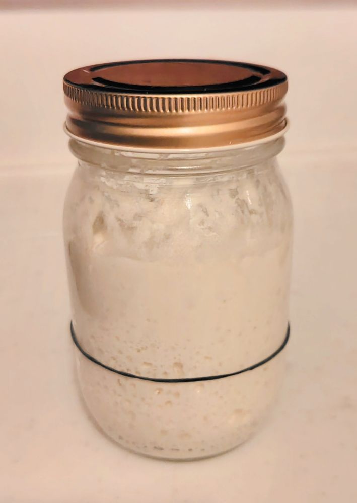 ヨーグルト酵母の活性化完了。