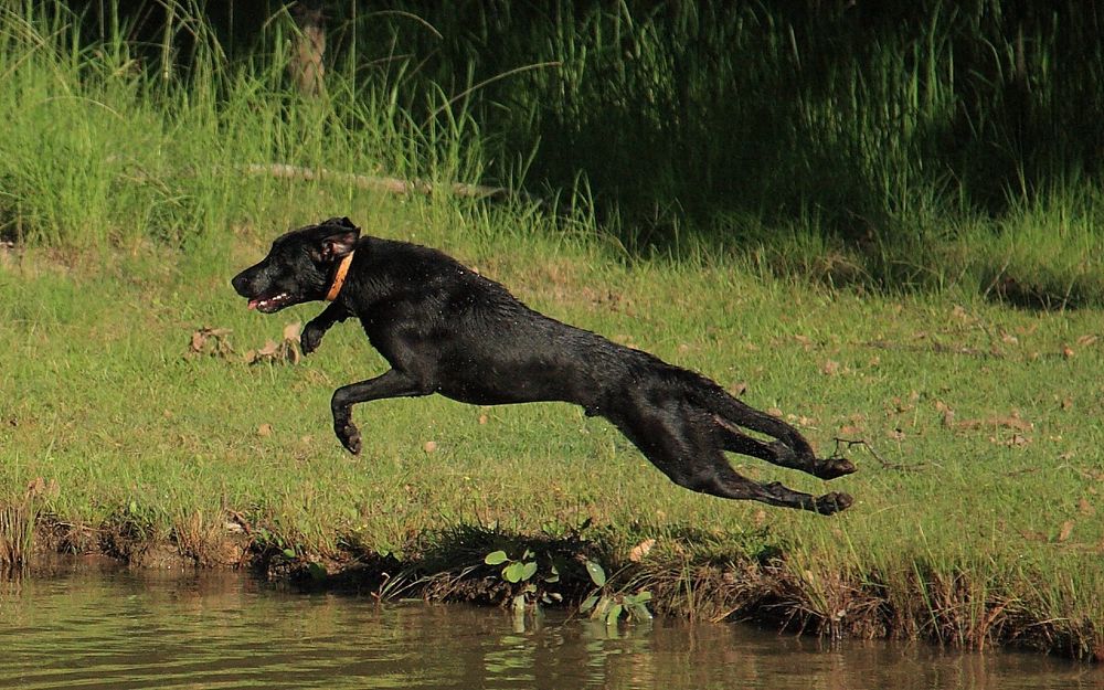 A black dog with a brown collar, Labrador cross Doberman cross Greyhound, leaps across and into a dam in pursuit of his ball against a background of green grass. He looks very fit and you can almost see the speed from his stretched posture.
