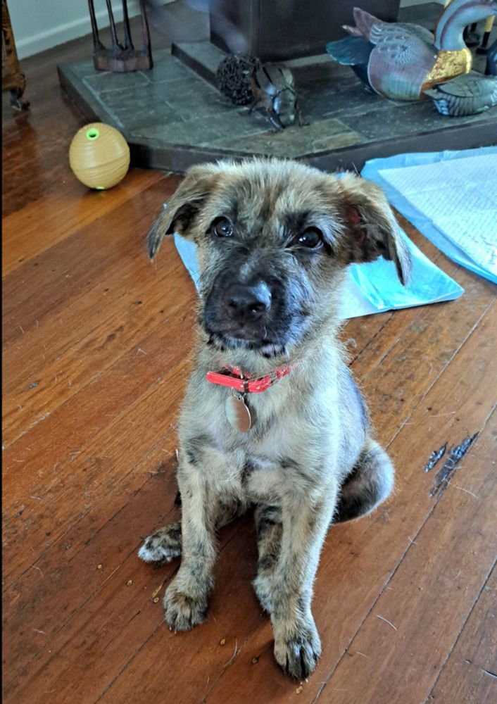 Picture shows a tan and black puppy about three months old. She's a German Shepherd cross Border Collie but looks most like a Shepherd. She has a red collar on.