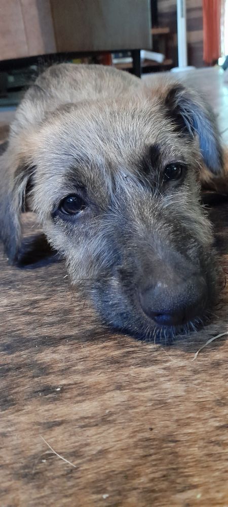 A 3 month old tan and black German Shepherd cross Border Collie pup stares at the camera sleepily while lying on a brindle cowskin.