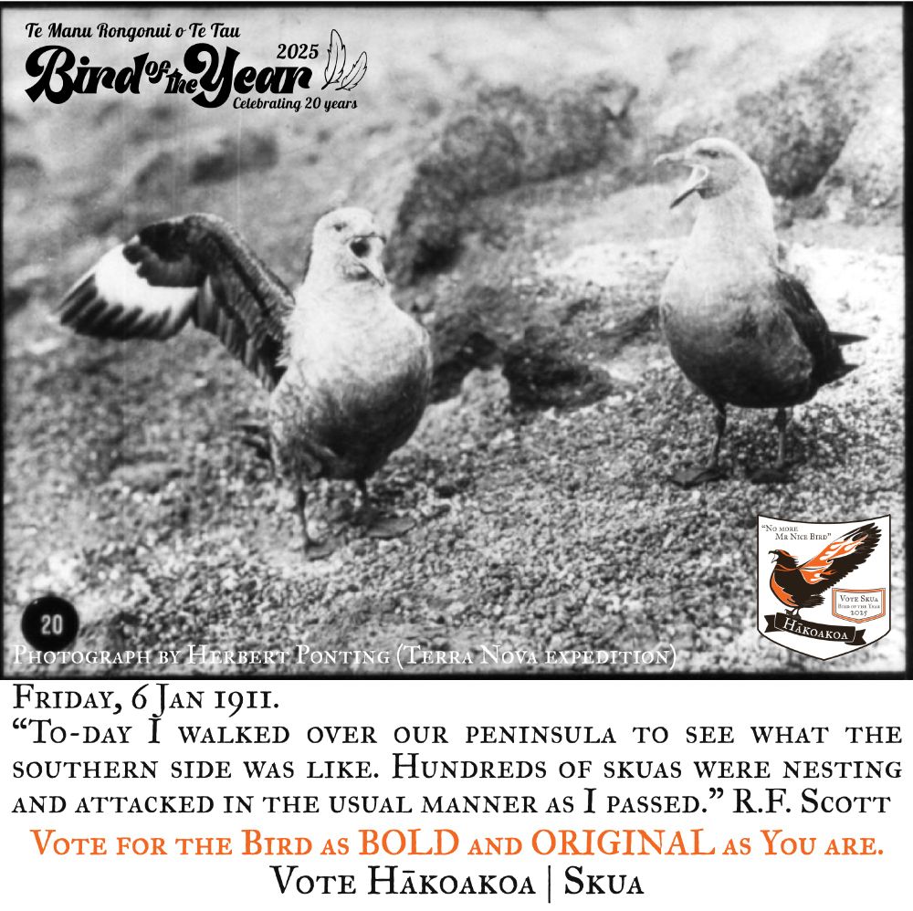 Black and white photograph taken by Herbert Ponting, a member of the Terra Nova expediiton to Antarctica. South Polar skuas are shouting at Ponting to keep his distance. The text includes a quote from R.F. Scott's diary: 6 january 1911, “To-day I walked over our peninsula to see what the southern side was like. Hundreds of skuas were nesting and attacked in the usual manner as I passed.”  
Vote for the Bird as BOLD and ORIGINAL as You are.