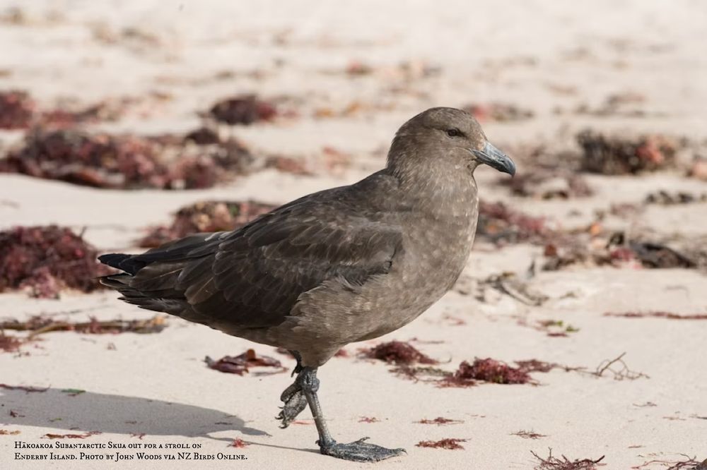 A Subantarctic Skua walks purposefully across a sandy beach, past clumps of feathery red seaweed. Photo taken on Enderby Island by John Woods, via NZ Birds Online.