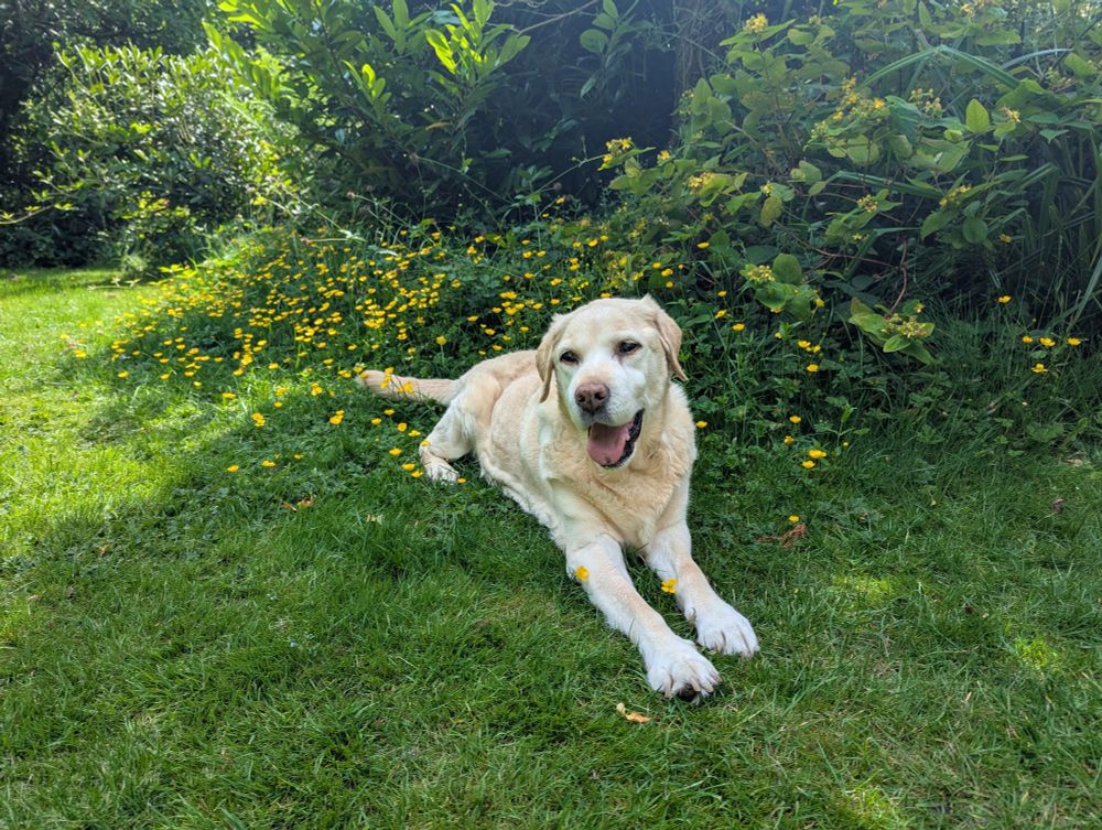 A yellow Labrador lying on the grass among buttercups in the shade