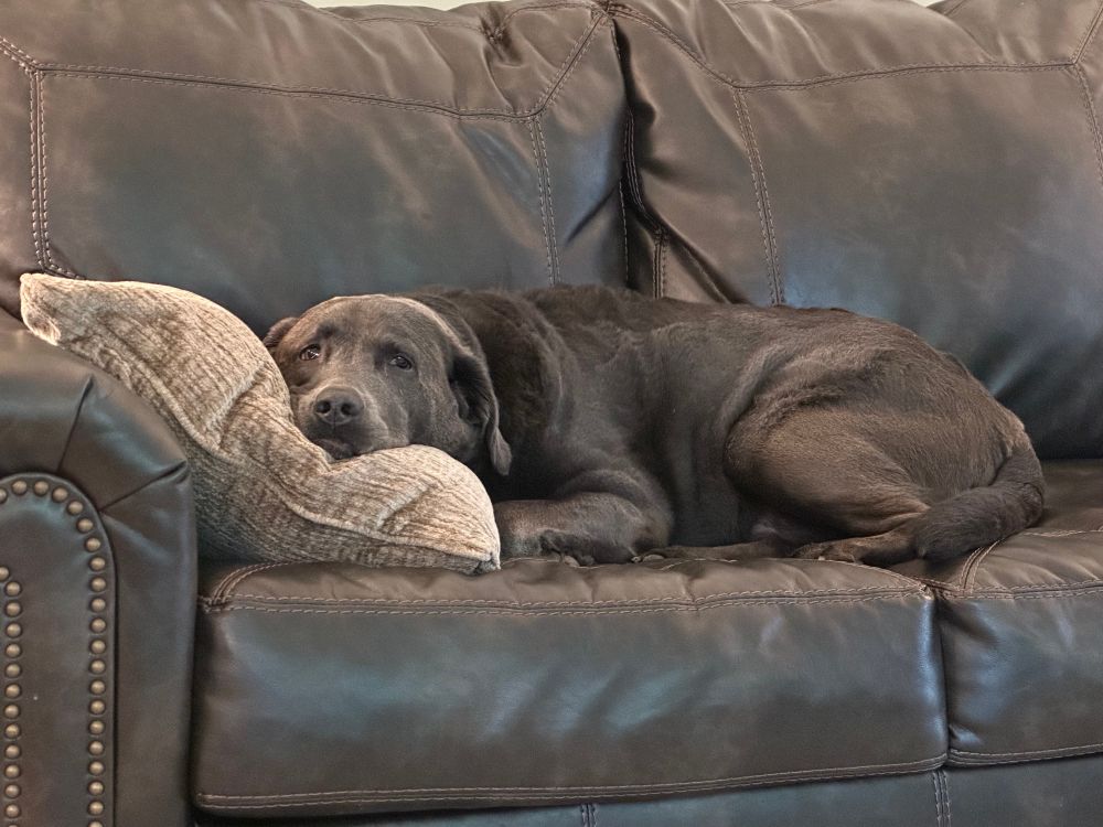 A charcoal lab dog named Rocky laying on the couch with his head on a brown pillow. 