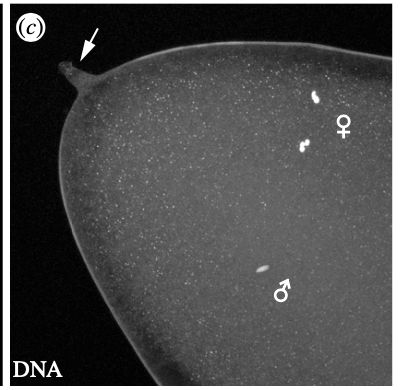 A Drosophila egg - arrowhead indicates sperm entry site. "male" symbol indicates paternal pronucleus, 'female' symbol indicates the four femaile pronuclei. 