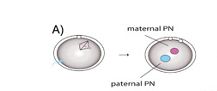 a sperm entering an egg, and the pronuclei moving together. The polar body nuclei are at the periphery of the egg. 