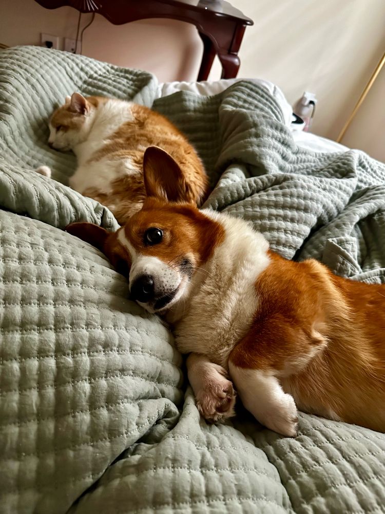 Orange and white corgi and orange and white cat lying next to each other in bed