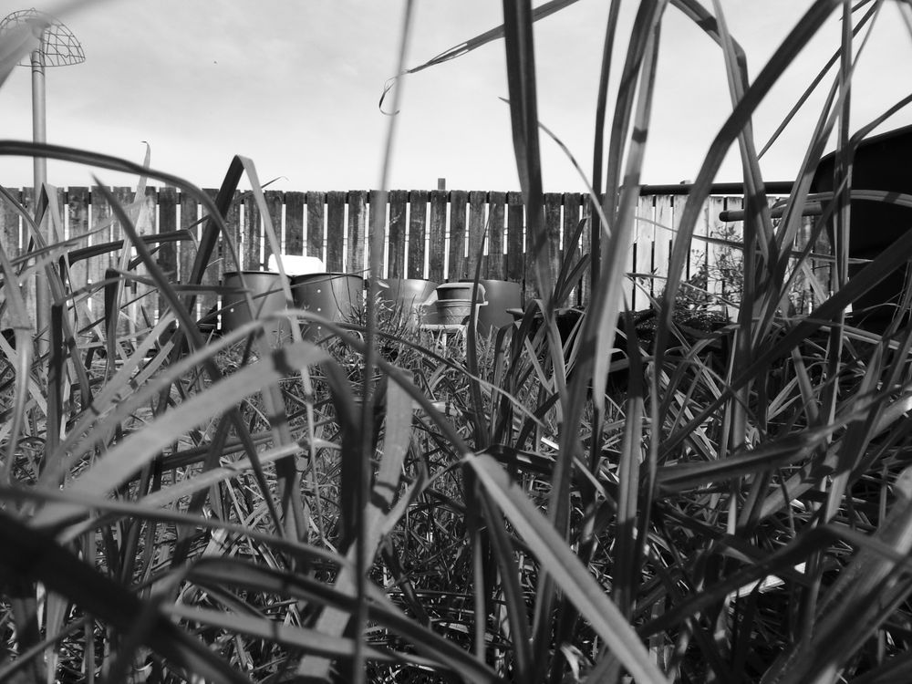 A perspective from a cat's view bidding in the grass waiting to pounce. In black and white.