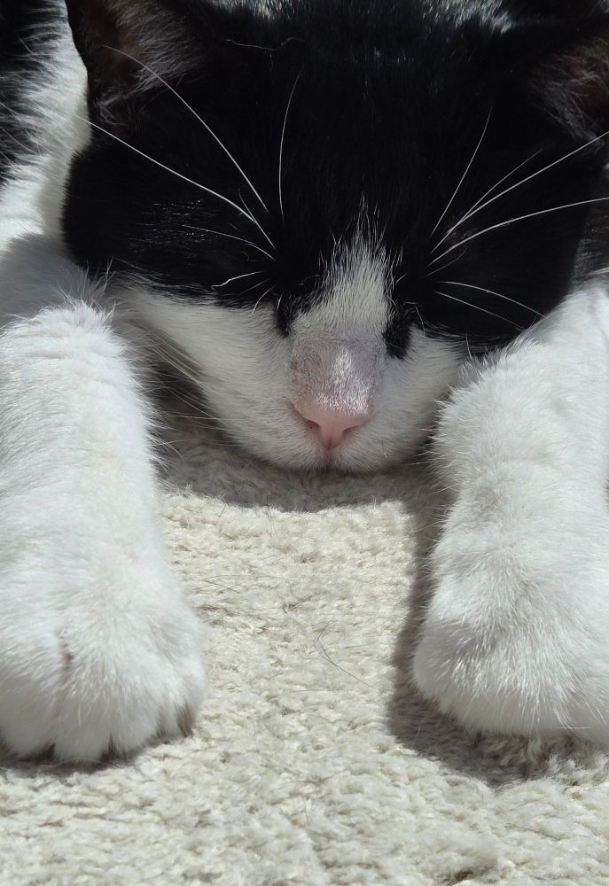 Tuxedo cat with its paws out sleeping 