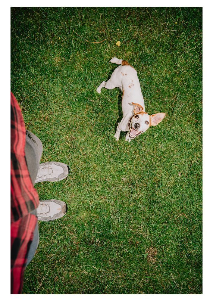  small white dog with brown patches looks up happily at a person standing nearby, visible only from the waist down, dressed in sneakers and a red flannel shirt. The dog stands on green grass, mouth open in a joyful expression.