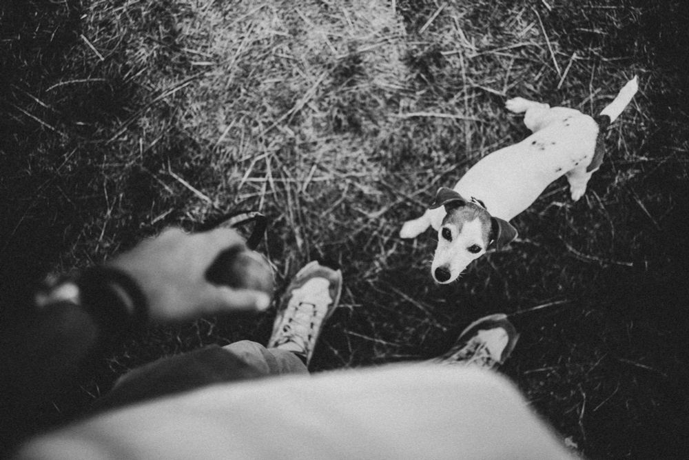 A black and white photo taken from above showing a small dog, likely a Jack Russell Terrier, looking up at the person holding what appears to be a ball. The person’s shoes and outstretched hand are visible, standing on dry, patchy grass.