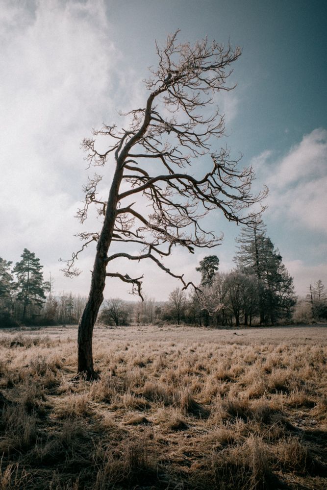 A tall, bare tree with twisted branches stands alone in a frosty open field under a pale blue sky with scattered clouds. Frost-covered grasses stretch across the landscape, with a distant line of trees in the background.