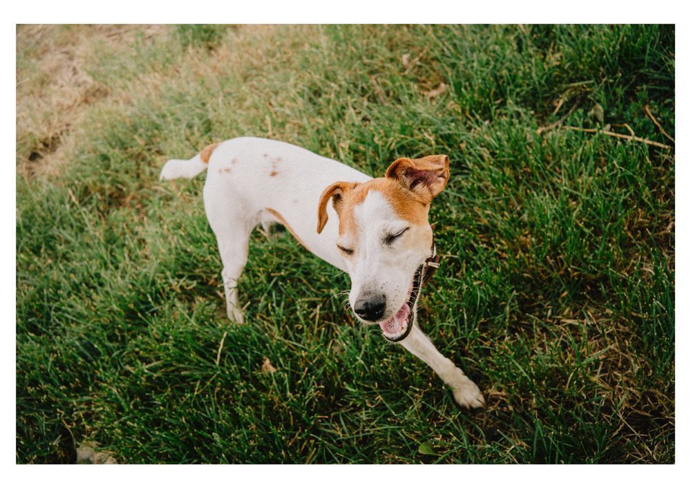 A happy white and brown dog standing on a grassy patch with its eyes closed and mouth open, appearing to smile mid-motion.