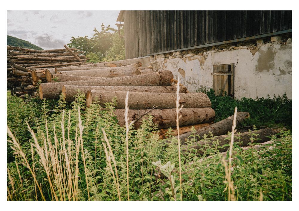 A pile of large cut logs stacked beside a weathered barn with peeling white plaster, surrounded by tall green weeds and grasses, under soft evening light.