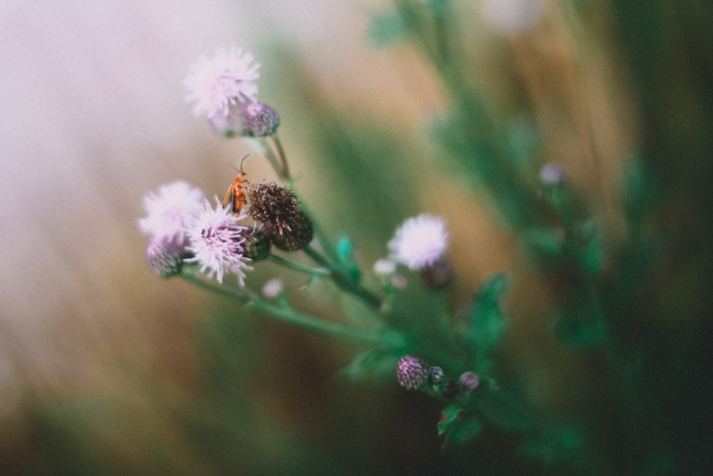 A close-up photograph of a small orange insect perched on a thistle flower. The flower is pale purple with spiky petals, surrounded by blurred greenery and buds. The background is softly diffused, creating a dreamy, ethereal atmosphere.