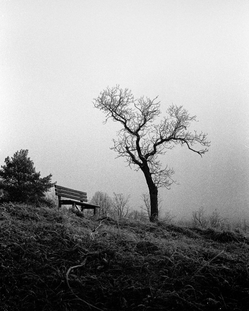 Black and white photo of a lone bench on a hill next to a bare, twisted tree. The surrounding area is misty and quiet, with faint outlines of trees in the background, creating a serene and contemplative atmosphere.