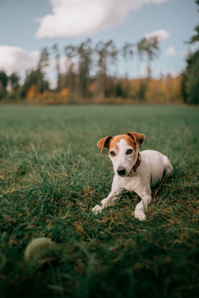 A small white and brown dog lies in green grass, staring intently at a tennis ball in the foreground, with a blurred forest and soft clouds in the background.