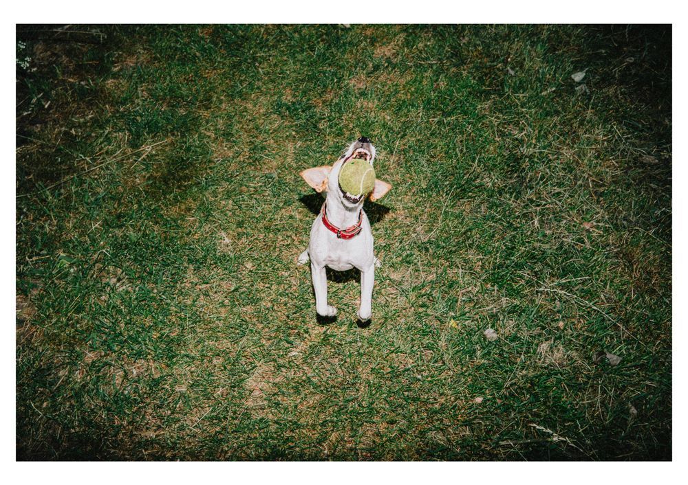 A small white dog with a red collar jumps excitedly on a grassy lawn, catching a large green tennis ball in its mouth. The image is taken from above, capturing the dog's focused, energetic expression.