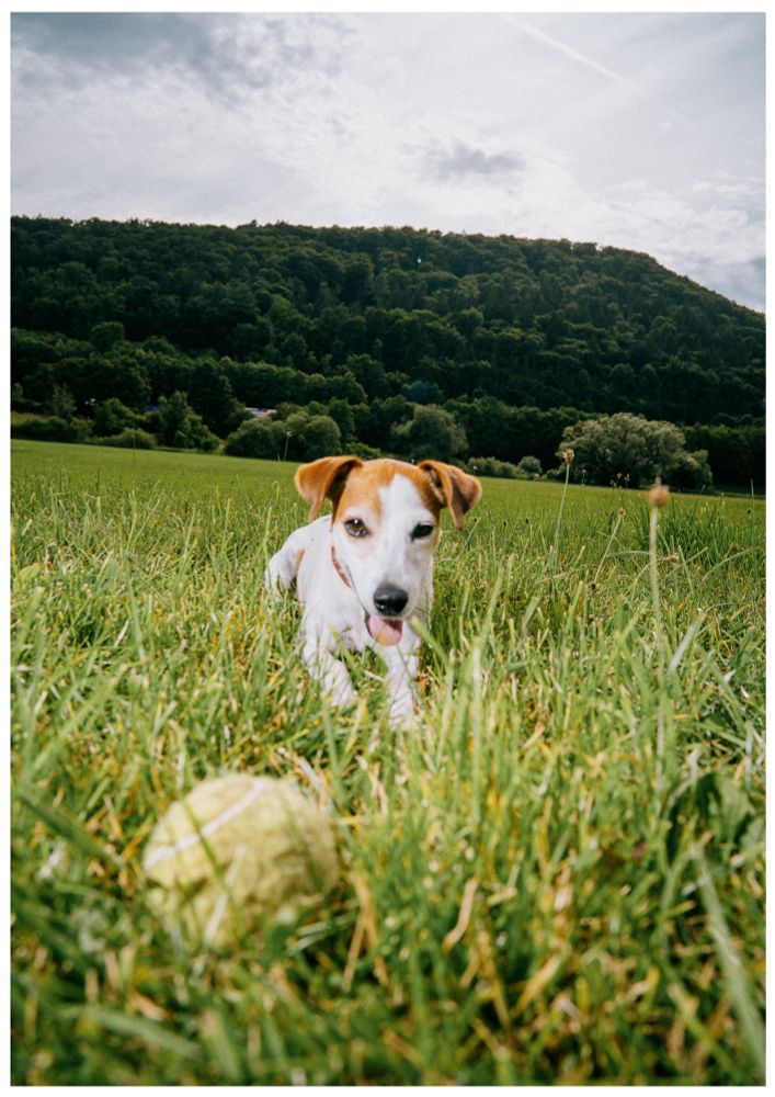 A small white and brown dog with focused eyes walks through tall grass toward a worn tennis ball, with a lush green hill and overcast sky in the background.