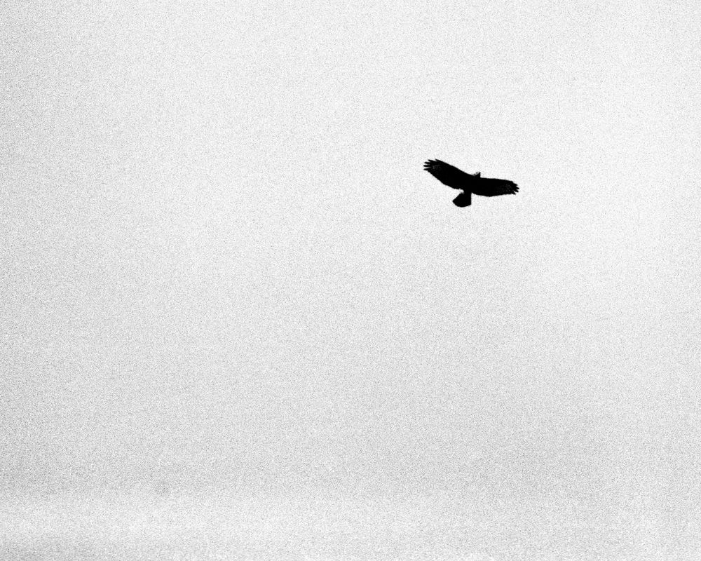 Black and white Image of a Bird in the sky. Shot on tmax 400. high contrast. Grainy texture.