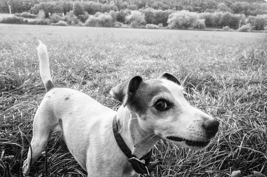 Black and white photo of a small dog with a curious expression, standing in a grassy field with trees in the background.