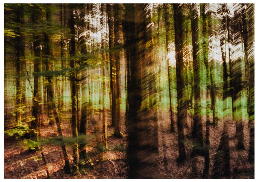A motion-blurred photograph of a forest with tall trees in warm, golden light. Vertical camera movement creates a painterly, dreamlike effect with streaks of green, brown, and sunlight blending into an abstract visual impression.