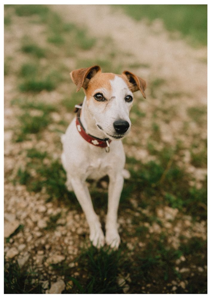 A small dog with a white coat and brown patches on its ears and around one eye sits on a rocky path with patches of green grass. It wears a red collar with white flowers and looks intently at the camera with a calm and curious expression.