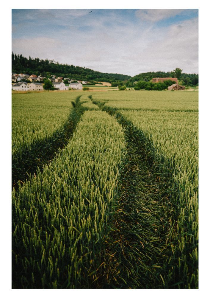 Two tracks running through a dense green wheat field leading toward a distant village with trees and cloudy blue sky in the background.