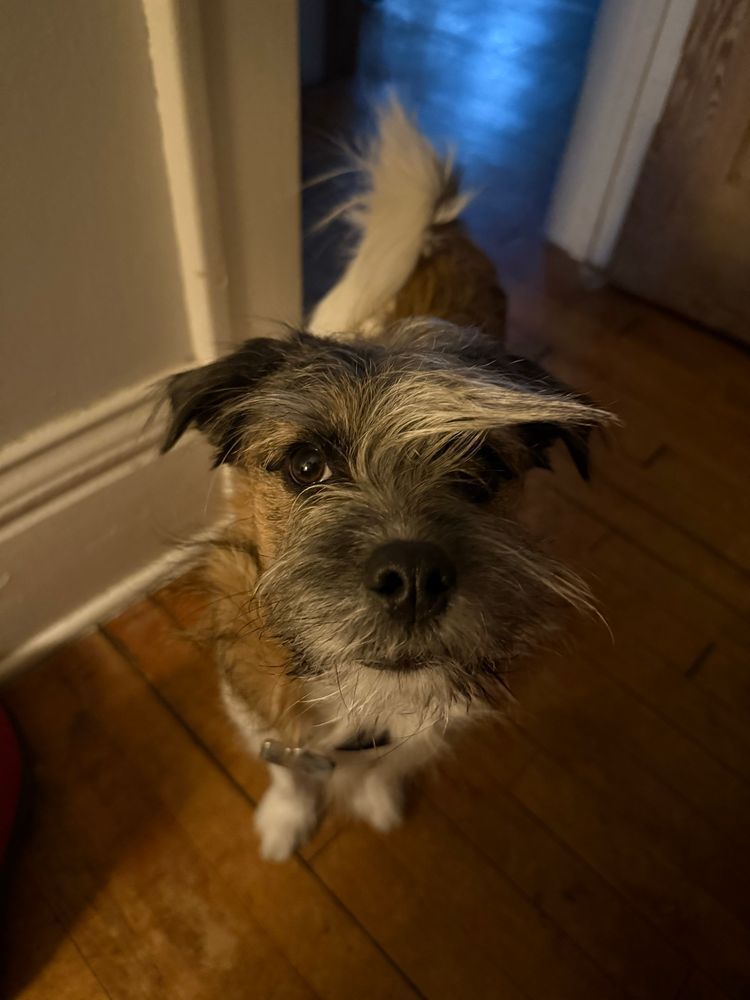 A small wire haired dog with his face fur smoothed over to one side like a bent horn 