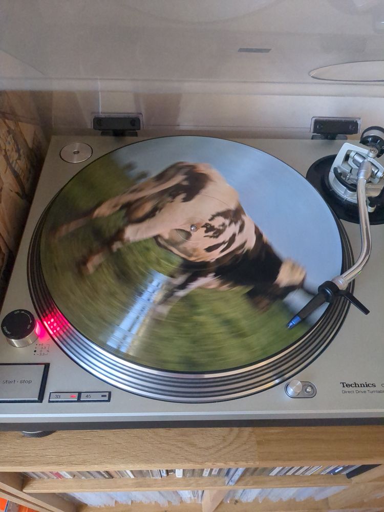 Disque vinyle illustré avec la fameuse pochette d'atom heart mother : la vache dans un champs 